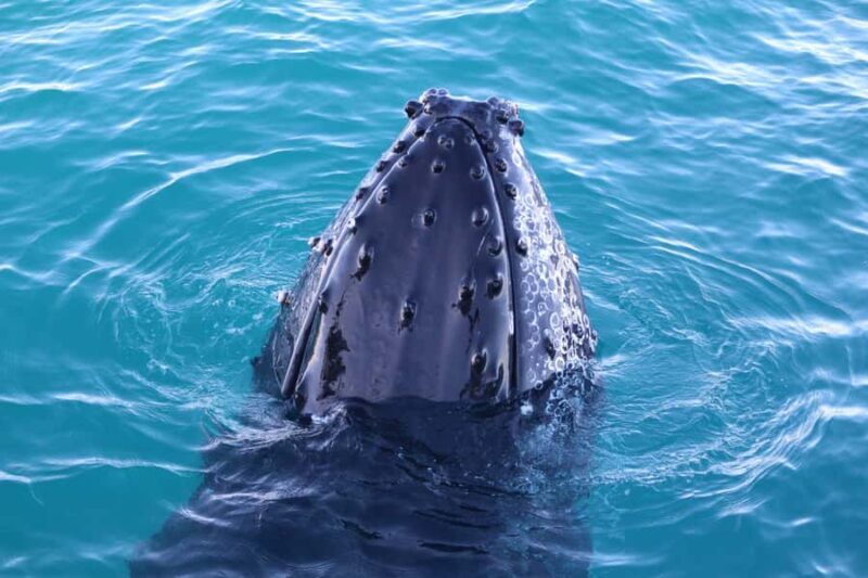 Afternoon Whale Watching Cruise in Broome - Good To Know