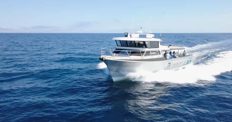 Afternoon Whale Watching Cruise in Broome - An In-Depth Look at the Broome Whale Watching Experience