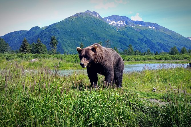 Afternoon Wilderness, Wildlife, Glacier Experience From Anchorage - Reviews
