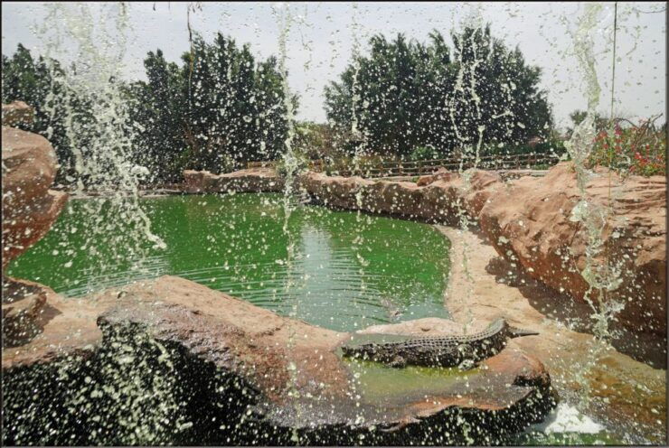 Agadir: Agadir Crocodile Park Adventure - Activity Details
