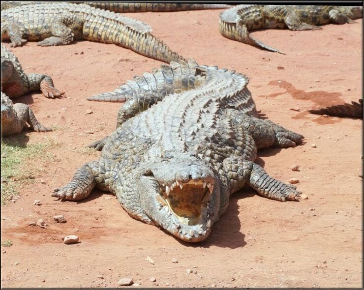 Agadir: Agadir Crocodile Park Adventure - Experience Highlights