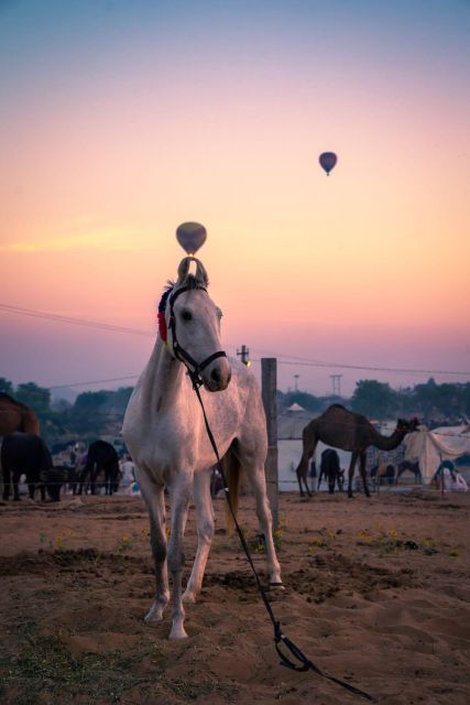 Agadir: Beach and Ranch Horse Riding Tour - Highlights of the Horse Riding Tour
