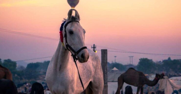 Agadir: Beach and Ranch Horse Riding Tour - Activity Details