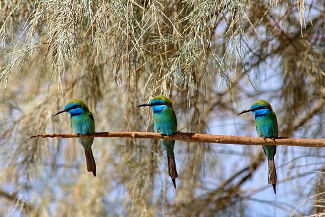 Agadir Bird Watching - Itinerary Highlights