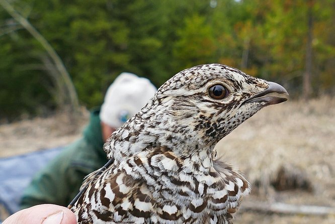 Agadir Bird Watching - Customer Review