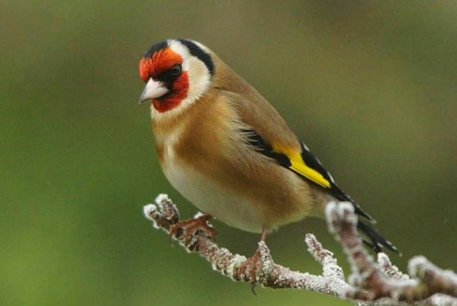 Agadir Bird Watching - Frequently Asked Questions