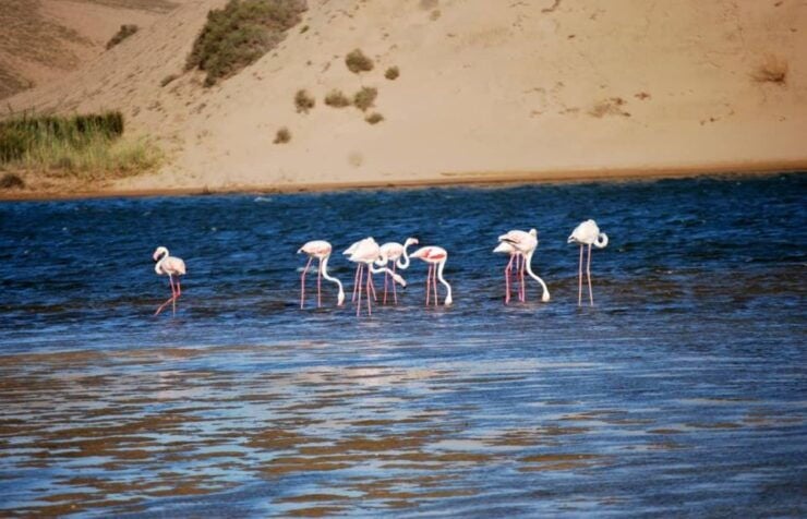 Agadir: Camel Ride Adventure With Flamingo River & Mint Tea - Activity Details