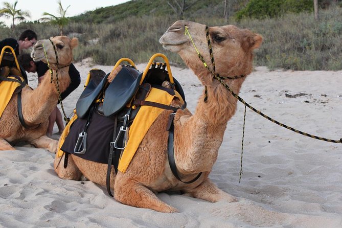 Agadir Camel Ride - Good To Know