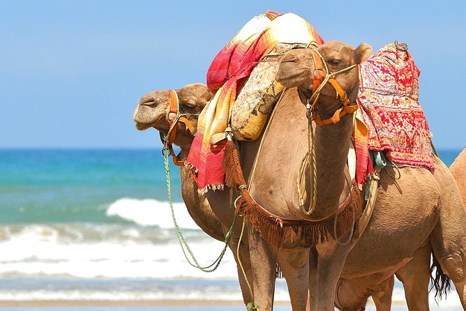 Agadir Camel Ride - Amenities Included