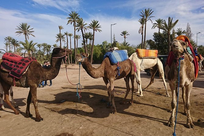 Agadir Camel Ride - Frequently Asked Questions