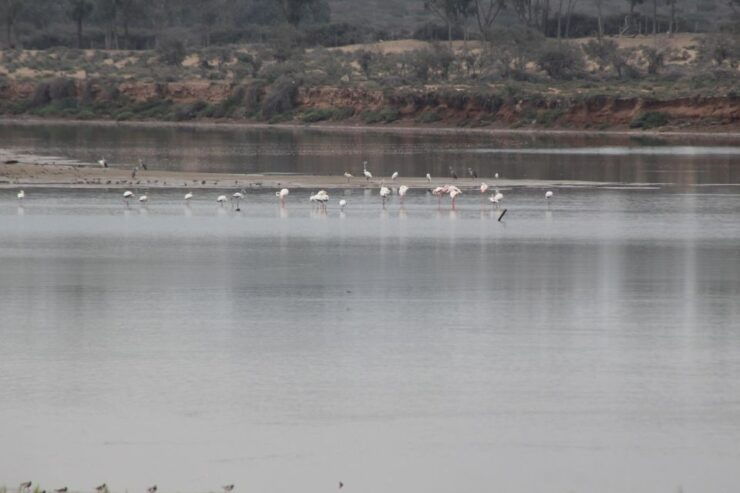Agadir Camel Ride Flamingo River & BBQ Dinner - Experience Highlights