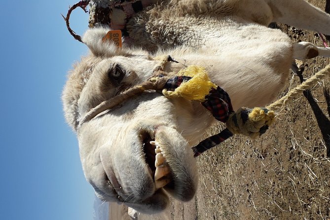 Agadir City Sightseeing Tour - Pickup Options
