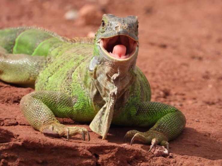 Agadir: City Tour, Crocodile Park & Camel Ride - Detailed Itinerary & Activities