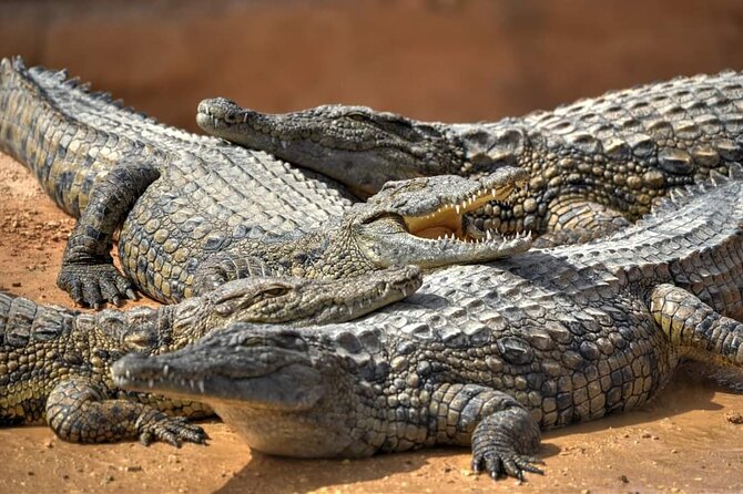 Agadir Croco Parc Admission Teckits and Roundtransfer - Admission Inclusions