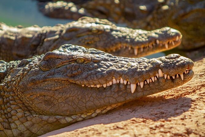 Agadir Croco Parc Admission Teckits and Roundtransfer - Ticket Policies