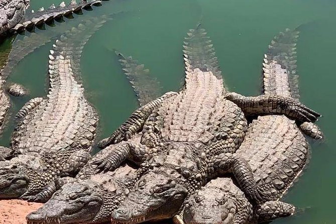 Agadir Croco Park Transport & Admission Ticket - Traveler Photos and Reviews