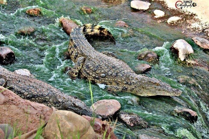 Agadir Croco Park Transport & Admission Ticket - Directions to Agadir Croco Park