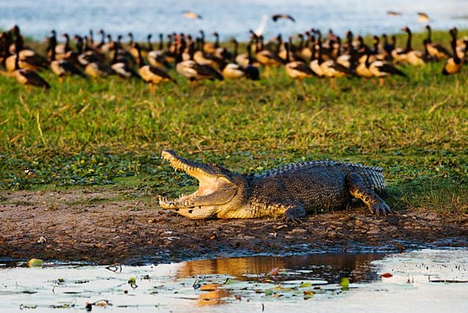 Agadir Crocodile Park Including Transfer and Tickets - Common Questions