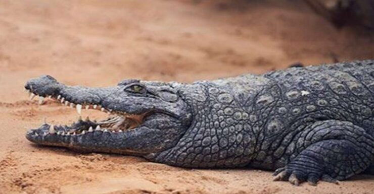 Agadir: Crocoparc Entry Ticket With Hotel Transfer - Ticket Details and Booking Flexibility