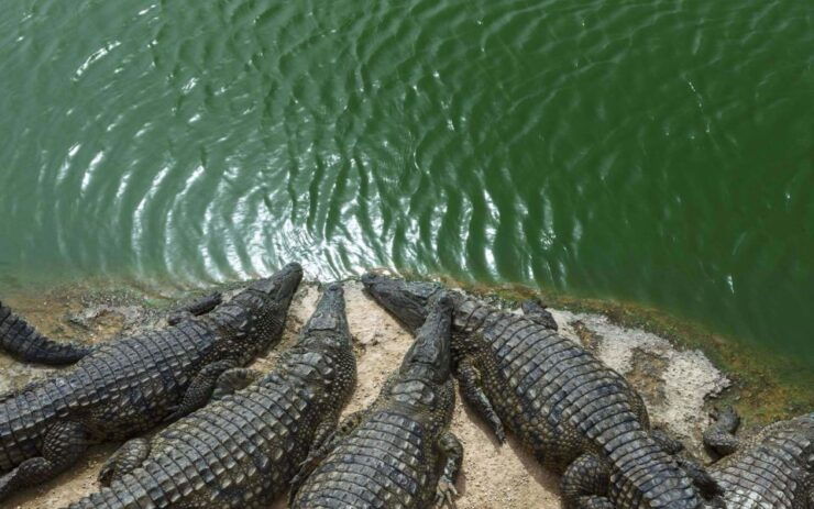 Agadir Crocoparc: Ticket and Transfer - Booking Details