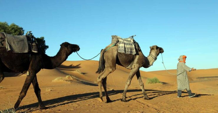 Agadir: Desert Safari Jeep Tour With Lunch & Hotel Transfers - Activity Details