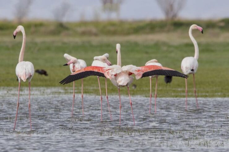 Agadir: Flamingo River Camel Ride With Optional BBQ Dinner - Activity Details