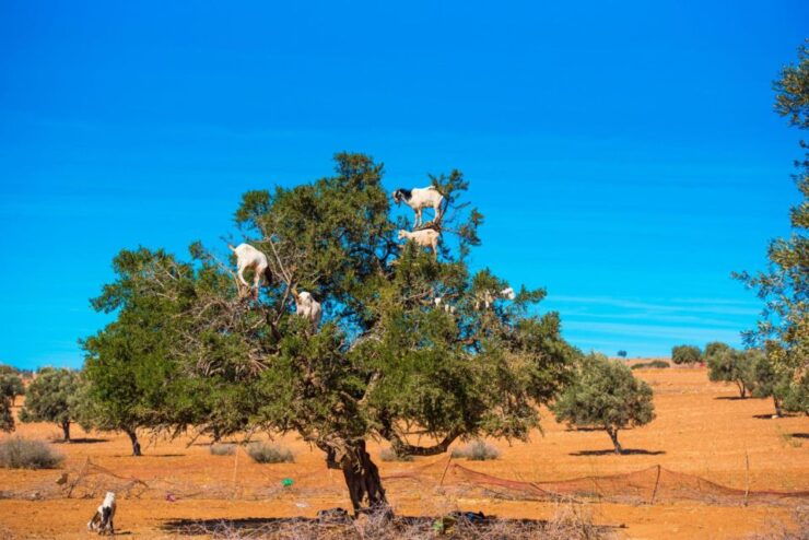 Agadir: Goat on Trees & Crocodile Park Including Hotelpickup - Inclusions