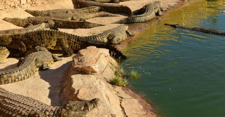 Agadir: Goat on Trees & Crocodile Park Including Hotelpickup - Booking and Payment Details