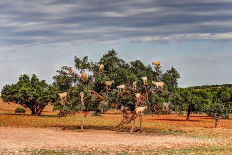 Agadir: Goat on Trees & Crocodile Park Including Hotelpickup - Duration and Logistics Information