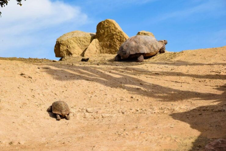 Agadir: Goat on Trees & Crocodile Park Including Hotelpickup - Tour Highlights