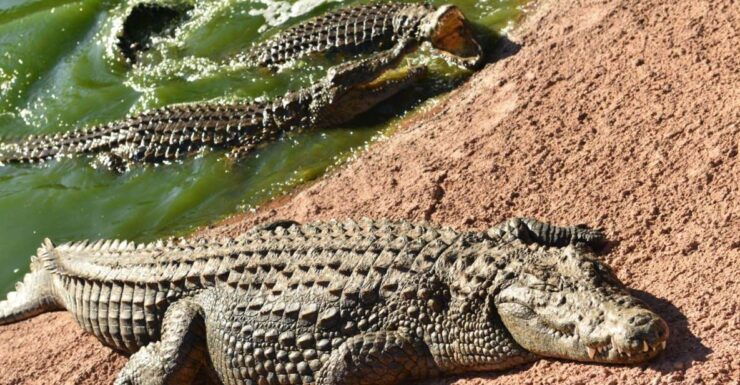 Agadir: Goat on Trees & Crocodile Park Including Hotelpickup - Activity Details