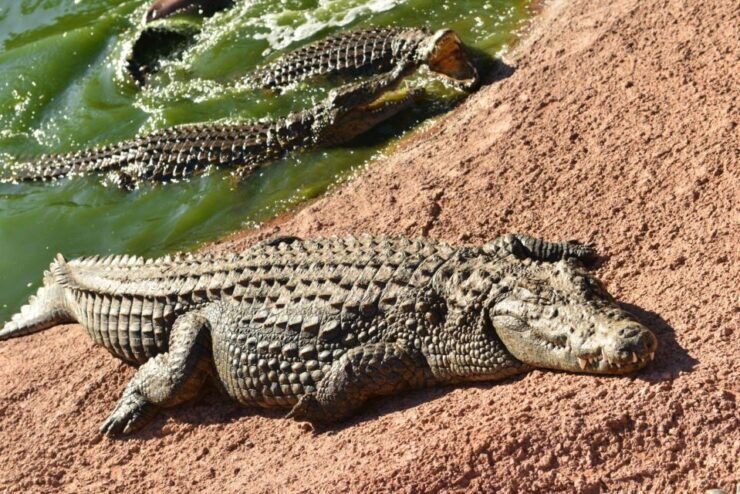 Agadir: Goat on Trees & Crocodile Park Including Hotelpickup - Activity Highlights