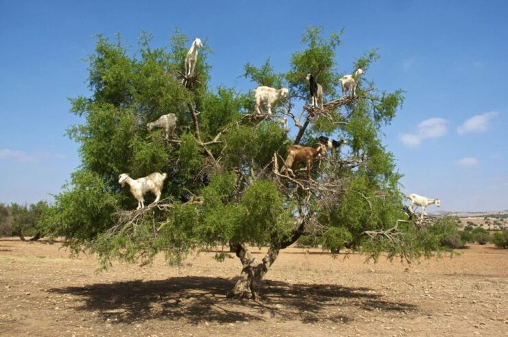 Agadir: Goat on Trees & Crocodile Park Including Hotelpickup - Included in the Package