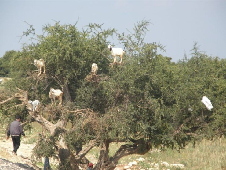 Agadir: Goat on Trees & Crocodile Park Including Hotelpickup - Booking Information