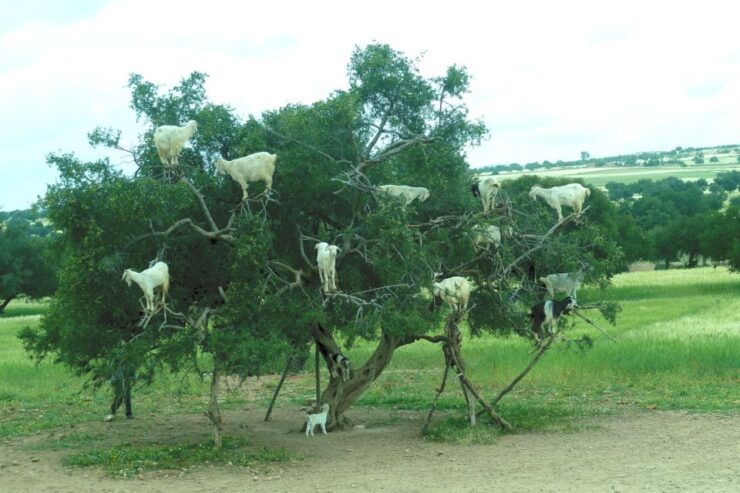 Agadir: Goat on Trees & Crocodile Park Including Hotelpickup - Inclusions