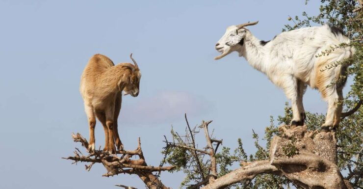Agadir: Goat on Trees & Crocopark Including Hotel Pickup - Ticket Information