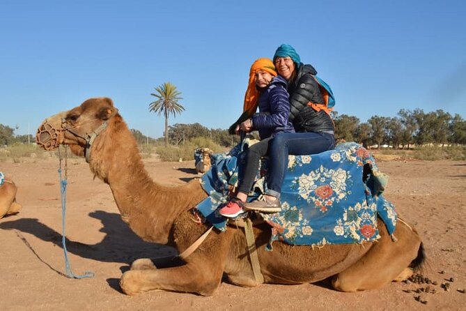 Agadir & Medina City Tour, Crocodile Park & Camel Ride - Crocodile Park Visit