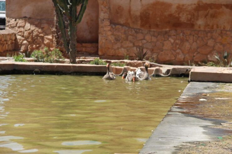 Agadir or Taghazout: 15 Jeep Sahara Desert Tour With Lunch - Customer Testimonial and Guide