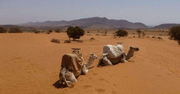 Agadir or Taghazout : 44 Jeep Massa Sahara Desert Day Trip - Experience Highlights