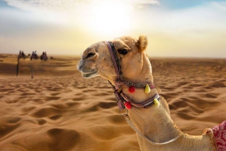 Agadir or Taghazout: Camel Ride Experience - Experience Highlights