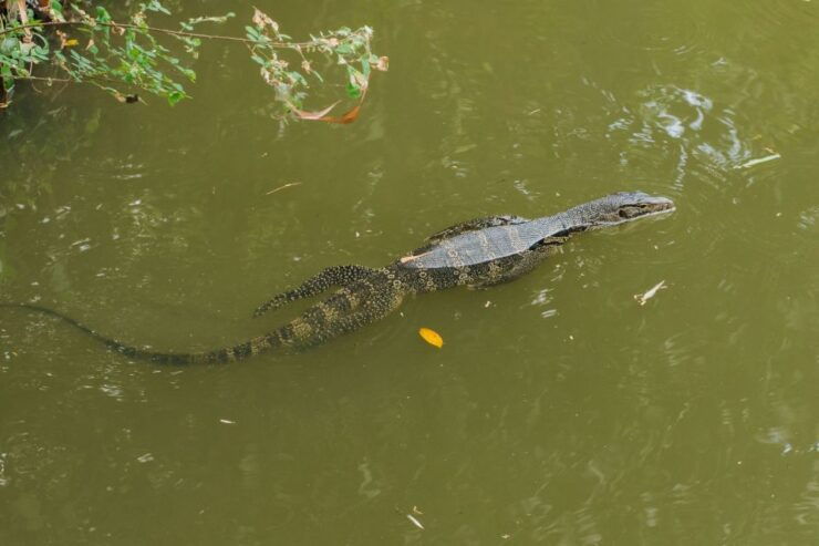 Agadir or Taghazout: Crocodile Park Adventure & Entry Ticket - Ticket Information