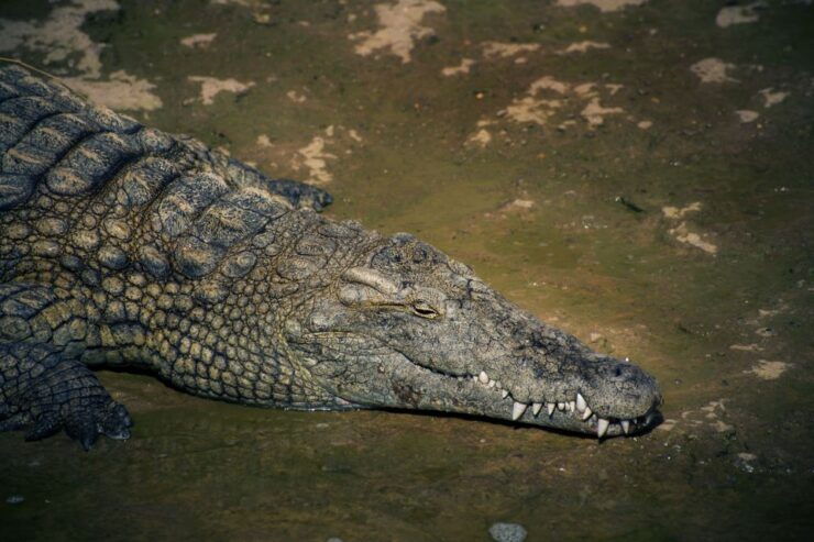 Agadir or Taghazout: Crocodile Park Adventure & Entry Ticket - Experience Details