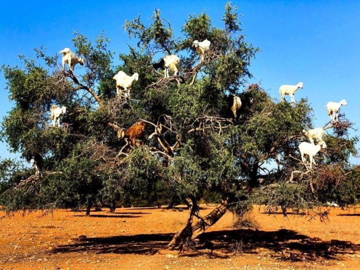 Agadir or Taghazout: Essaouira Full-Day Trip With Guide - Experience
