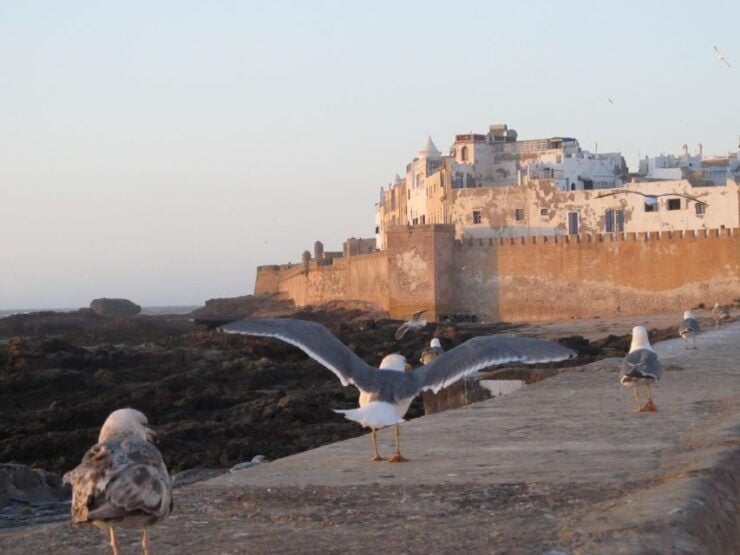 Agadir or Taghazout : Essaouira Mogador Day Trip - Activity Details