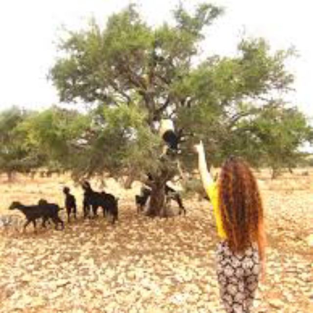 Agadir or Taghazout Essaouira Old City Day Trip With Guide - Experience Highlights