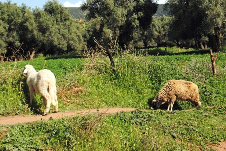 Agadir or Taghazout: Ouzoud Waterfalls Tour and Boat Trip - Activity Details