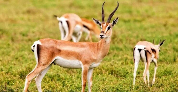 Agadir Safari Desert & National Park Visit - Wildlife Encounter