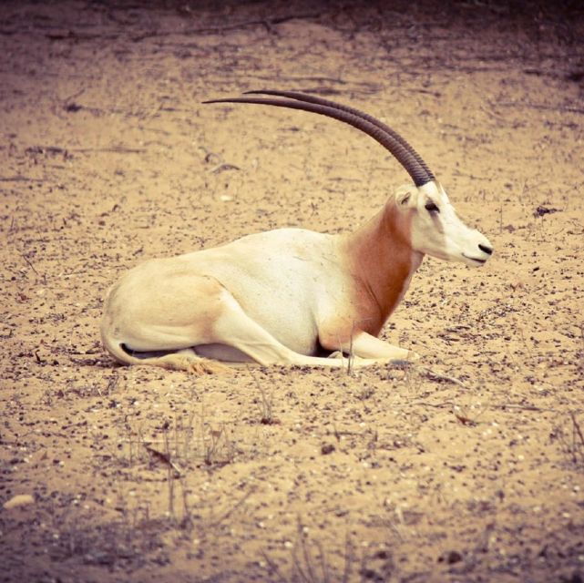 Agadir: Souss National Park Wildlife Half-Day Tour - Tour Details