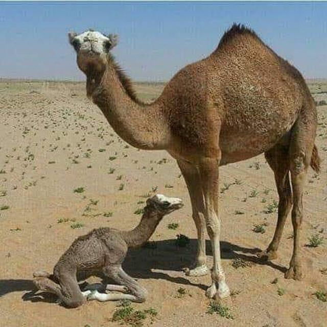 Agadir Taghazout 2 Day Sahara Desert Camp to Elborj & Lezira - Itinerary and Activities Overview