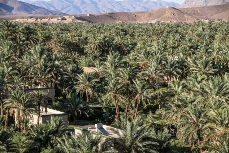 Agadir Taghazout : Taroudant Guided Trip Including Lunch - Activity Details